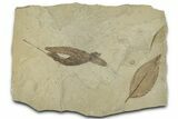Fossil Leaf Plate - Green River Formation, Utah #325571-1